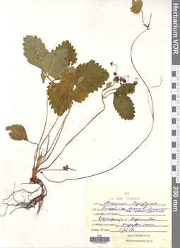 VOR 0005024