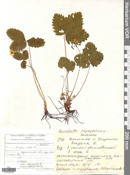 VOR 0005025