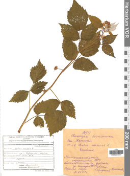 VOR 0004854