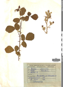 VOR 0004871