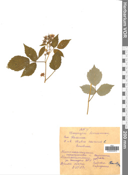 VOR 0004873