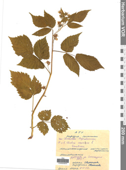 VOR 0004874