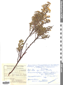 VOR 0004642