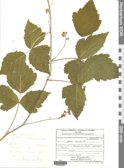 VOR 0004951