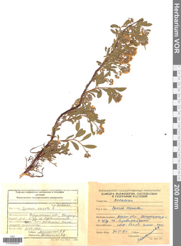 VOR 0004643