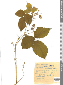 VOR 0004952