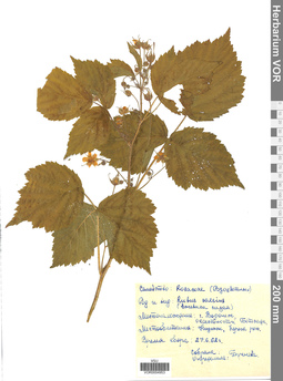 VOR 0004953