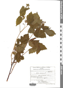 VOR 0004955