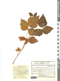 VOR 0004956