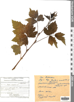 VOR 0004957