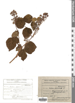 VOR 0004958