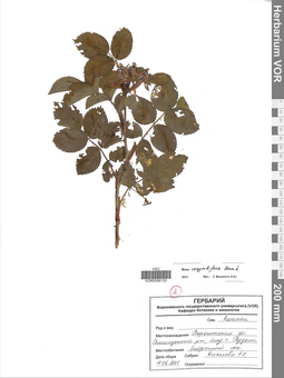 VOR 0006133
