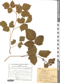 VOR 0004959