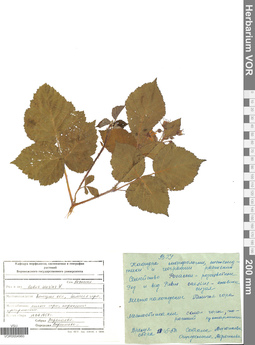 VOR 0004960