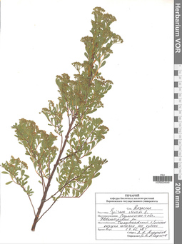 VOR 0004649