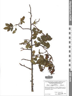 VOR 0006143