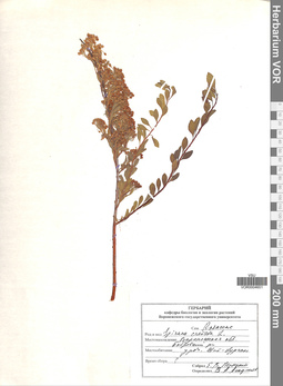 VOR 0004651