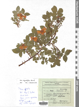 VOR 0006199