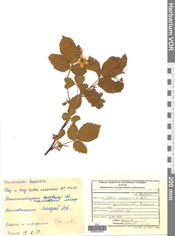 VOR 0004845