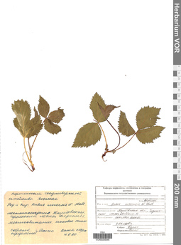 VOR 0004846