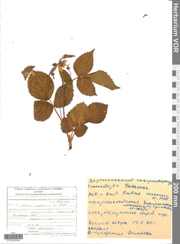 VOR 0004848