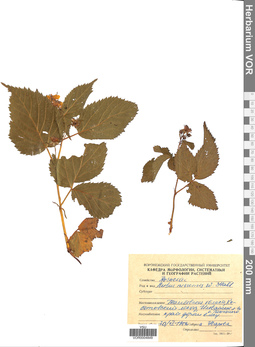 VOR 0004849