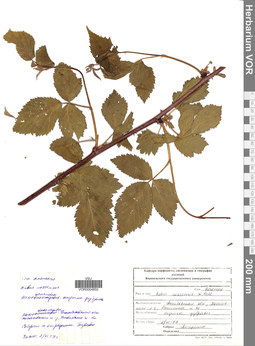 VOR 0004850