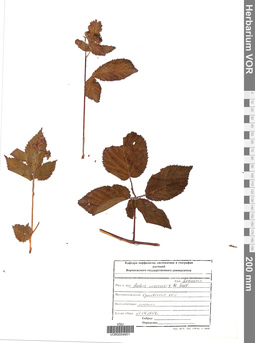 VOR 0004851
