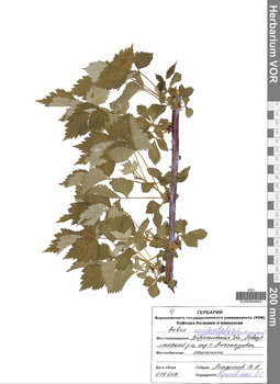 VOR 0004842