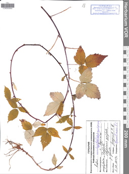 VOR 0004844