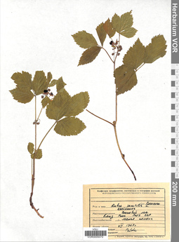 VOR 0005072