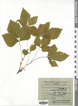 VOR 0005074
