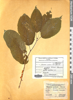 VOR 0006175
