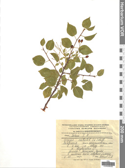 VOR 0006492