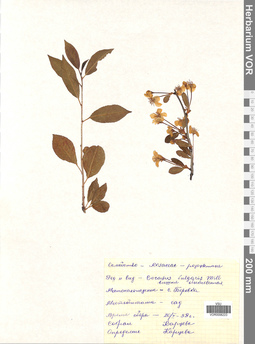 VOR 0006223