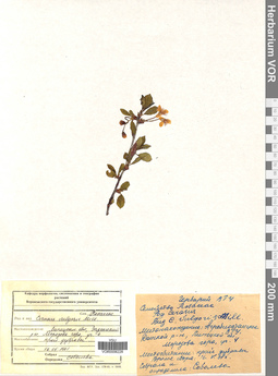 VOR 0006228