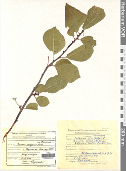 VOR 0006232