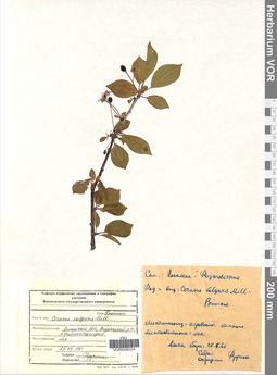 VOR 0006234
