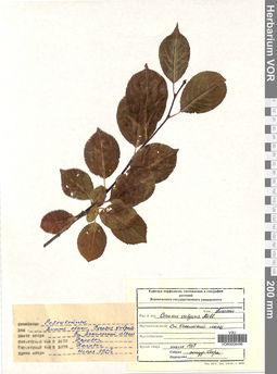 VOR 0006486