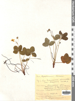 VOR 0005031