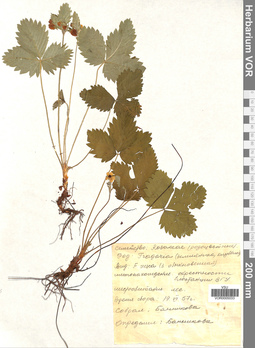 VOR 0005033