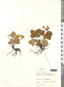 VOR 0005034