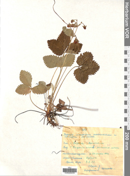VOR 0005035