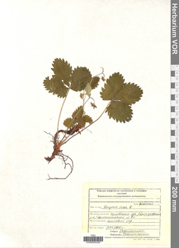 VOR 0005036