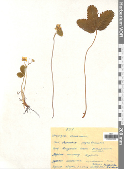 VOR 0005038
