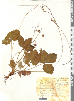 VOR 0005041