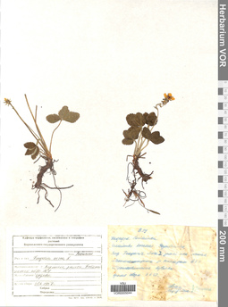 VOR 0005044
