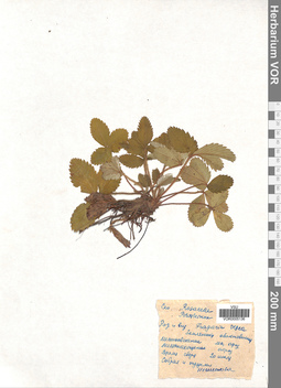 VOR 0005136