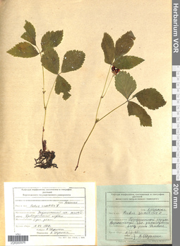 VOR 0005076