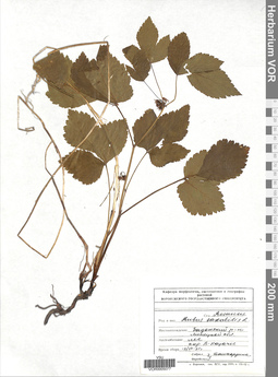 VOR 0005077